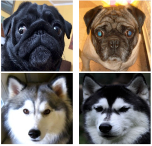 We acquired 374 photos licensed under Creative Commons from Flickr, representing 2 breeds (pugs and huskies), 21 individuals per breed, and at least 5 photos per individual. The choice of breeds intended to reflect a difficult case (pugs) and an easy one (huskies).
